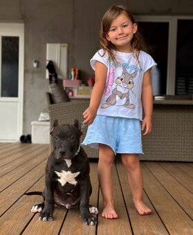 American bully xl, pitbull xxl - 3