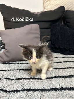 Mainská mývalí X obyčejná kočka - 3