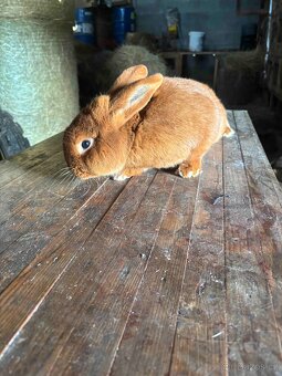 Novozelandský červený - 3