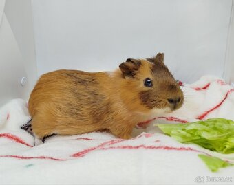 Morče, morčata, morčátko - JACOB a JAMES - 3