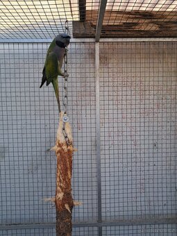 Alexandr čínský - 3