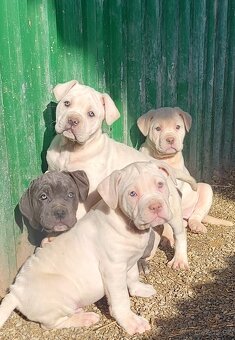 CANE CORSO STRAW/WHITE a modré - 3