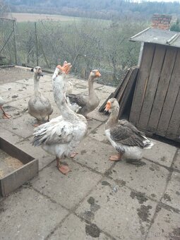 Husy cholmohorské - 3