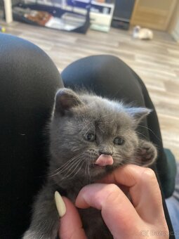 Britská kotjatka - 3