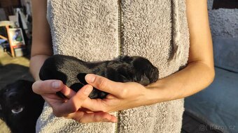 Flat Coated Retriever - štěňata bez PP - 3