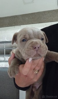 Bandog - 3
