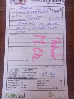 Kohout Hedvábničky bílé velké s vousem - 3