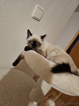 Ragdoll ke krytí - 3