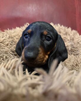 Trpasličí jezevčík štěňátka - 3