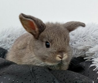 Zakrslý beránek G3 - 3