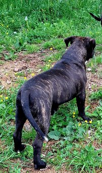 American Bully psik standard - 3