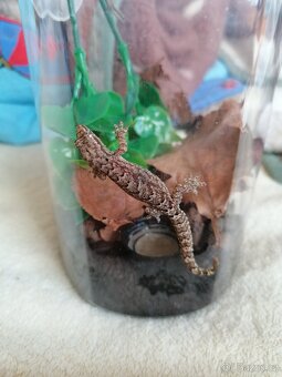 Mláďata Gekon Panenský /Ludodactylus Lugubris - 3