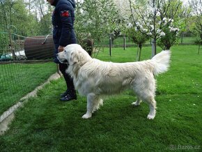 Zlatý retriever s PP - nabídka ke krytí - 3