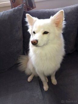 Americka eskymácká fenka křížená pomeranian - 3