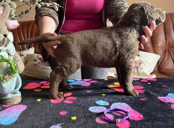 Chesapeake bay retriver (jako hnědý labrador, retrívr) s PP - 3