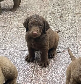 Chesapeake bay retriver (jako hnědý labrador, retrívr) s PP - 3
