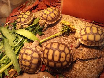 Želva ostruhatá, Geochelone Sulcata - 3