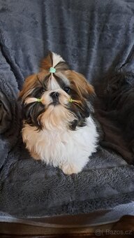Shih tzu s PP / shi-tzu / shih ... - 3