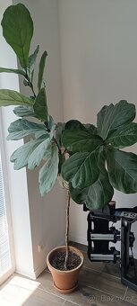Ficus lyrata - 3