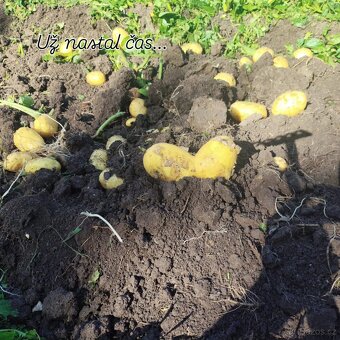 Rané brambory Ranomi 15kč/kg - 3