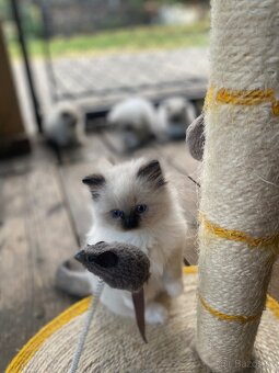 Ragdoll koťátko - 3