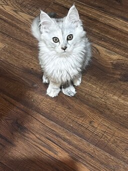 kotatko maine coon s PP/Frost - 3