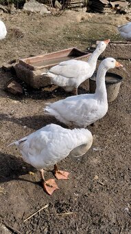 Svatomartinska husa - 3