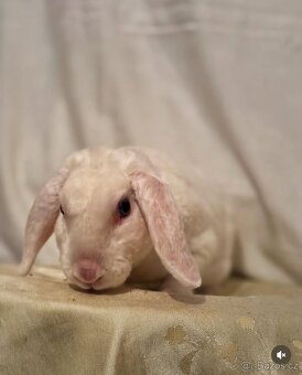 Zakrslý rex beran - After - 3