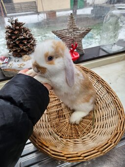 Zakrslý králík - 3