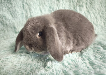 MINILOP 🍀🍀🍀 P1 🍀🍀🍀 - 3