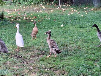 Indický běžec - 3