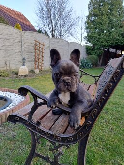 Francouzsky buldoček - 3