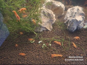 CPO mini ráček - Cambarellus patzcuarensis orange - 3