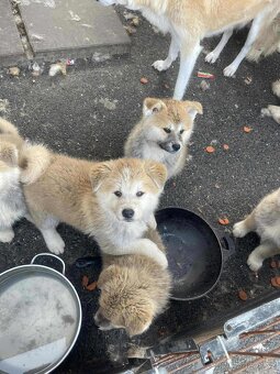 Akita inu štěnata - 3