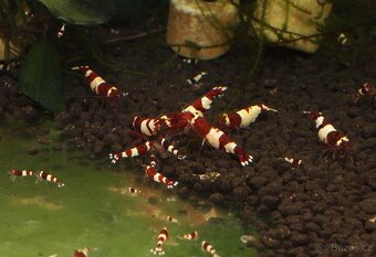 Krevetky Caridina Red Wine - 3