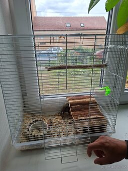 Osmák Degu - 3