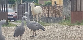 Lama krotka - 3
