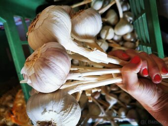 ČESKÝ ČESNEK PALIČÁK, vhodný na sadbu - 3