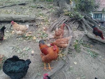 Prodám kohouty - 3