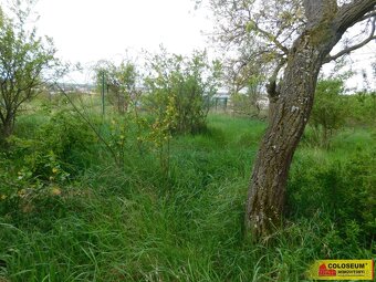 Znojmo, zahrada 609 m2, elektřina, voda, ovocné stromy - zah - 3