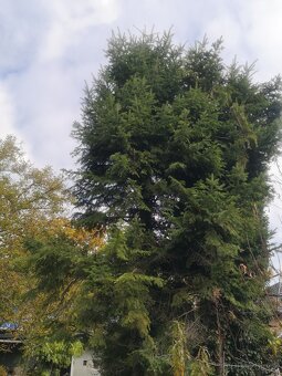 Prodám chvojí z jedle bělokoré - 3