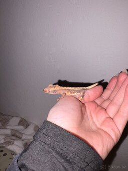 Pagekon řasnatý - 3