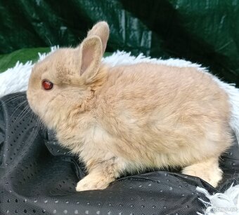 Zakrslý králíček - 3