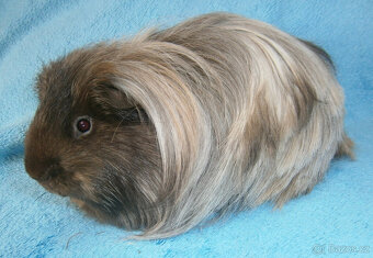 Sheltie morče - 3