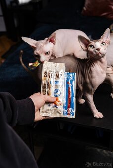 Sphynx - 3