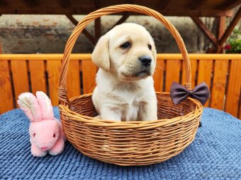 Nabídka štěňat labradorského retrievera - 3