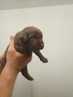 Štěňátka labradorského retrievera - 3