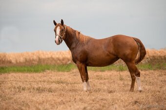 AQH TOP klisna po PG Gunpowder - 3