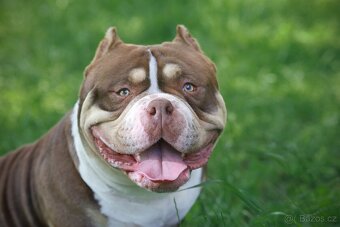 American bully - 3