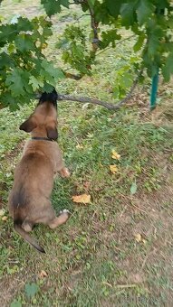 Belgický ovčák Malinois štěňata - 3
